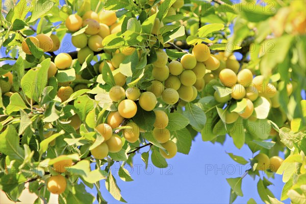 Yellow plums on a branch