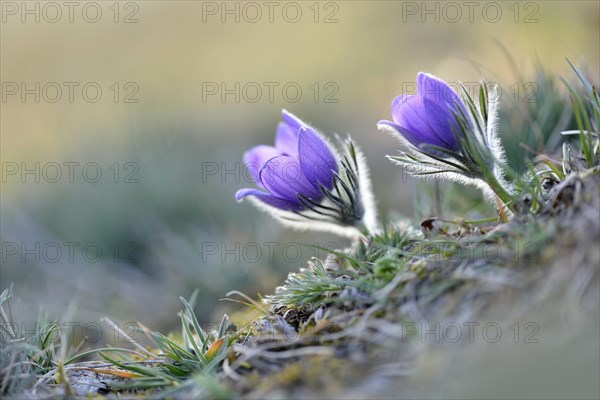 Common pasque flowers (Pulsatilla vulgaris)