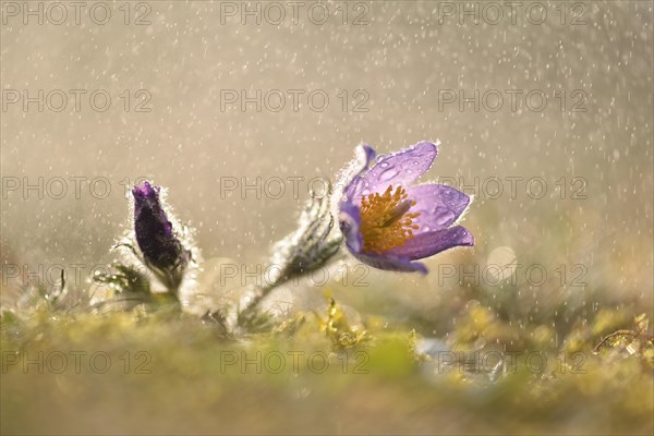 Common pasque flower (Pulsatilla vulgaris) in the rain