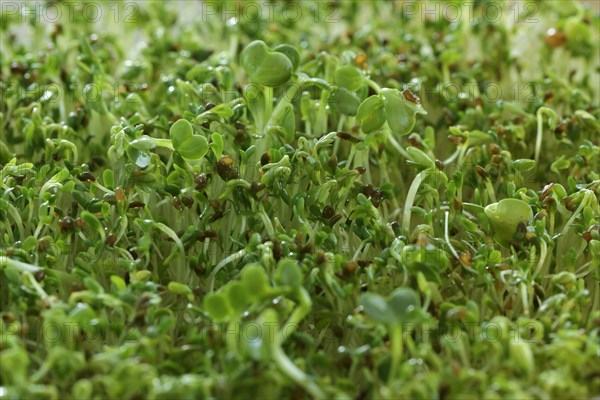 Watercress sprouts (Nasturtium officinale)