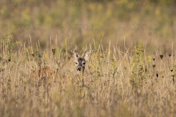 European roe deer (Capreolus capreolus)