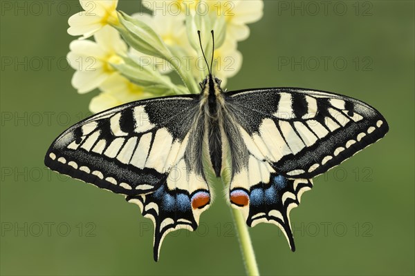 Swallowtail (Papilio machaon) on primrose