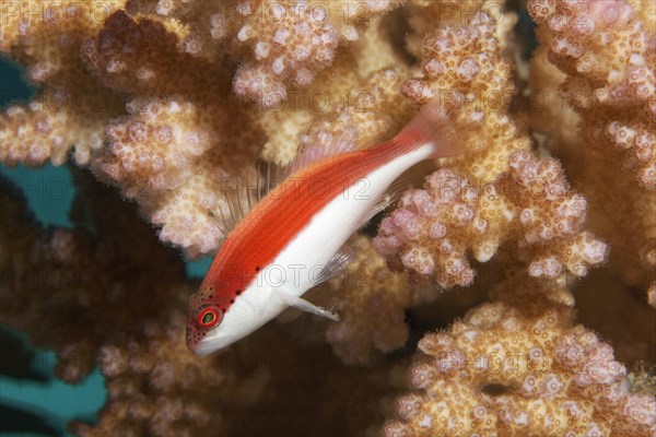 Black-sided hawkfish (Paracirrhites forsteri)