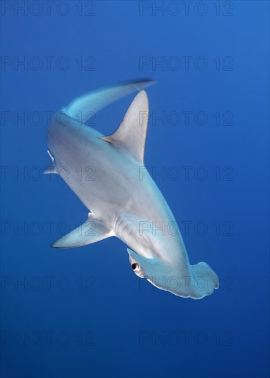 Scalloped Hammerhead (Sphyrna lewini) swims in the open sea