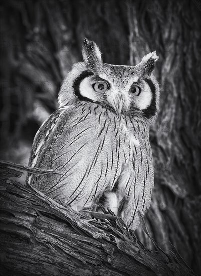 Southern white-faced owl (Ptilopsis granti)