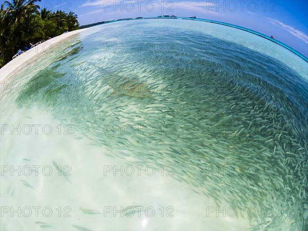 Fish swarm with sardines and hunting Blacktip reef shark (Carcharhinus melanopterus) in shallow water near the shore