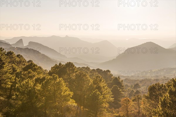 Wooded mountain landscape against light