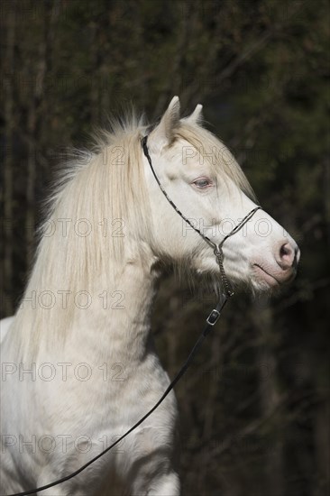 Welsh-Pony