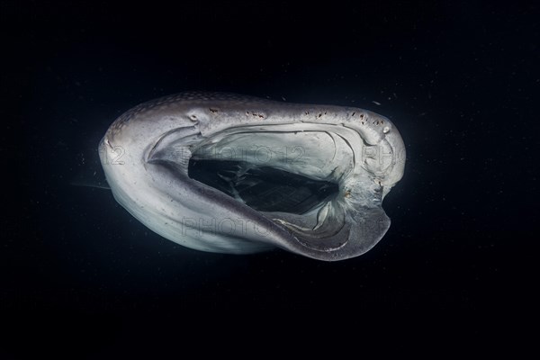 Animal portrait of the Whale Shark (Rhincodon typus) with serious injury filter-feeding plankton in the night