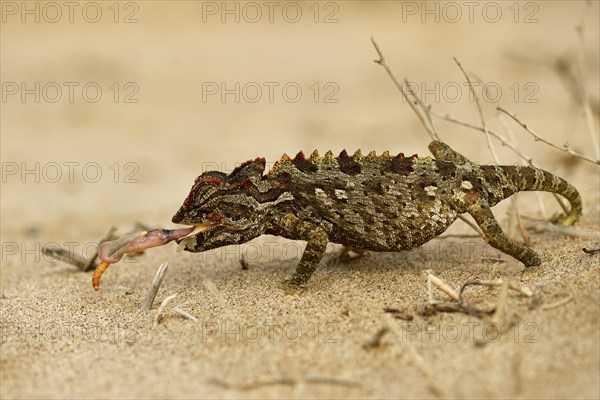 Namaqua chameleon (Chamaeleo namaquensis)