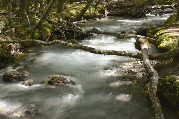 White water river through temperate jungle on the Lago del Desierto