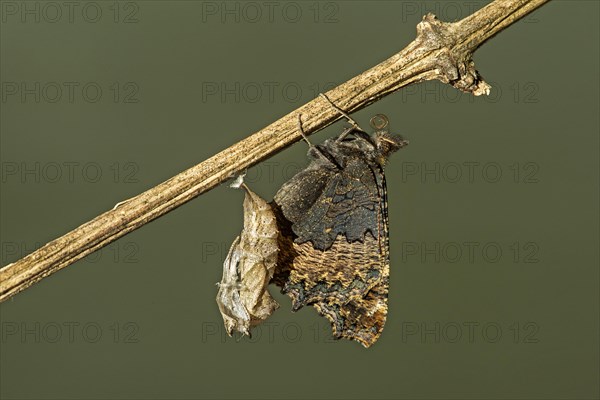 Freshly hatched butterfly