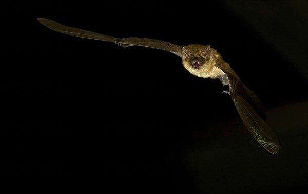 Geoffroy's bat (Myotis emarginatus) in flight at night