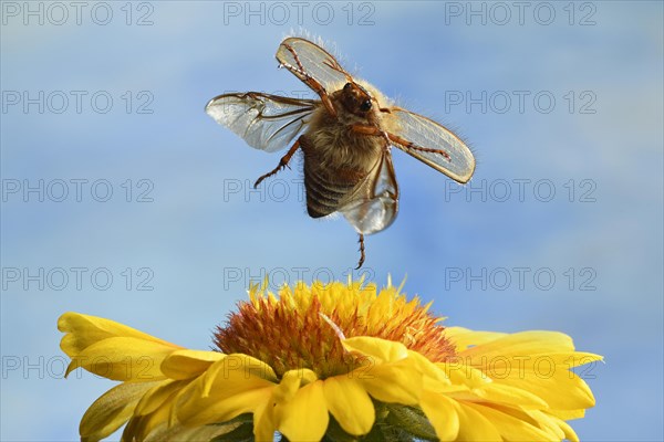 European June beetle (Amphimallon solstitiale)