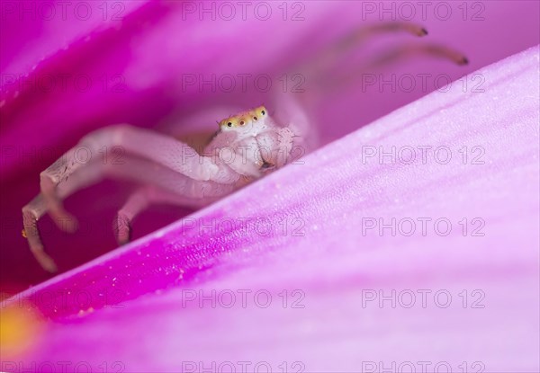 Goldenrod crab spider (Misumena vatia) in lurking position on Cosmos (Cosmos)