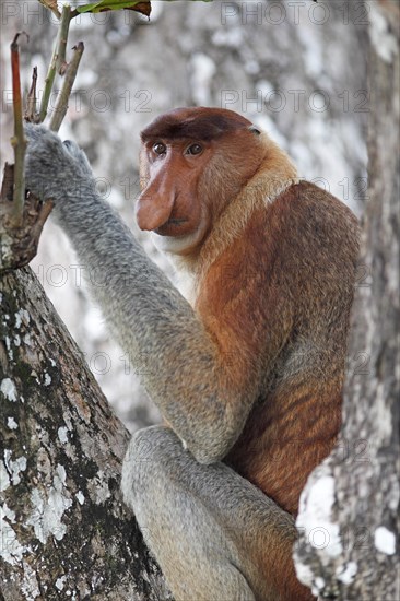 Proboscis monkey (Nasalis larvatus) sitting in the tree