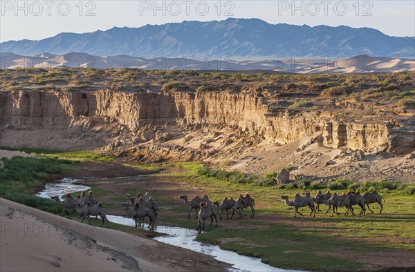 Flock of camels (Camelidae) drinking at a creek