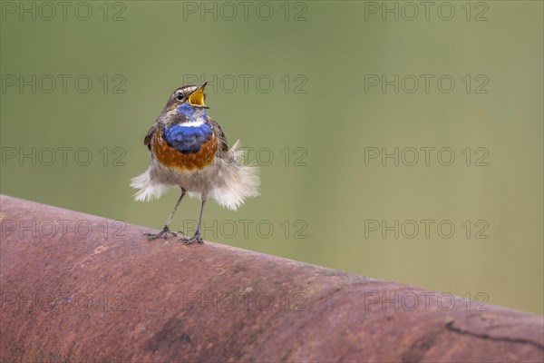 White-spotted bluethroat (Luscinia svecica cyanecula)