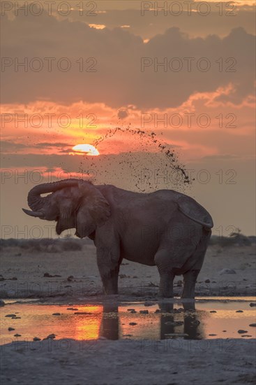 African elephant (Loxodonta africana)