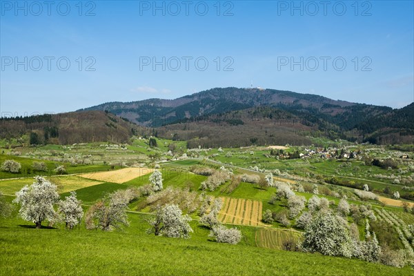 Flowering orchard meadows