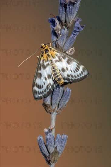 Abraxas grossulariata (Abraxas grossulariata) on lavender blossom