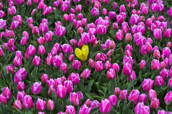 Single yellow tulip in a field of pink tulips