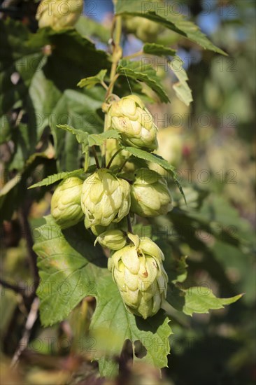 Common hop (Humulus lupulus) on the roadside near Rigny-Usse