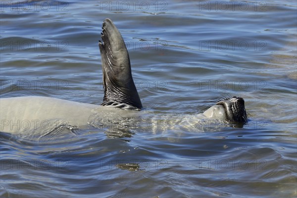 South American sea lion (Otaria flavescens)