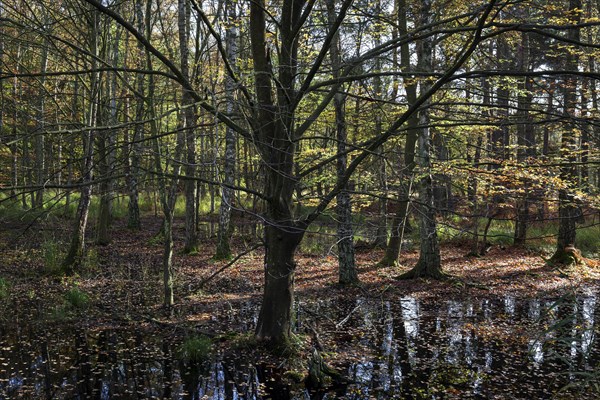 Moorland landscape with autumnal trees in the Osterwald