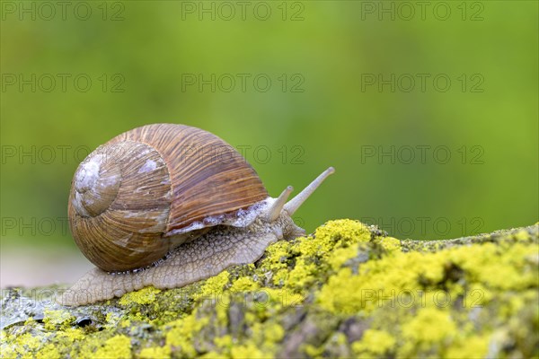 Burgundy snail (Helix pomatia) crawls over yellow lichens