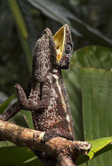 Parson's chameleon (Calumma parsonii