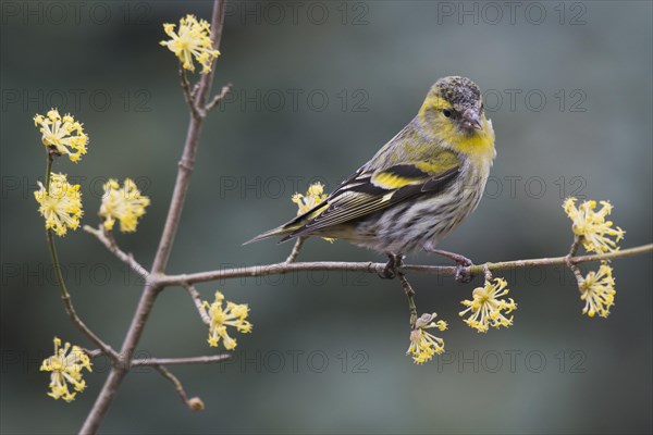 Eurasian siskin (Carduelis spinus)