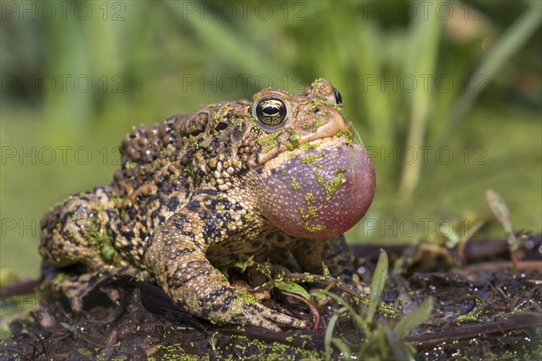 Male American toad (Anaxyrus americanus) calling sac inflated