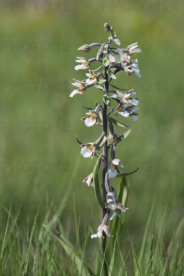 Marsh Helleborine (Epipactis palustris)