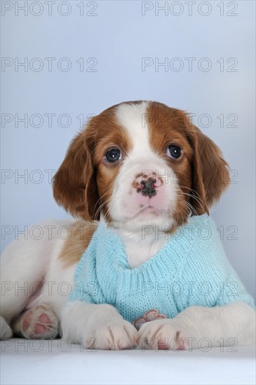 Irish Red and White Setter