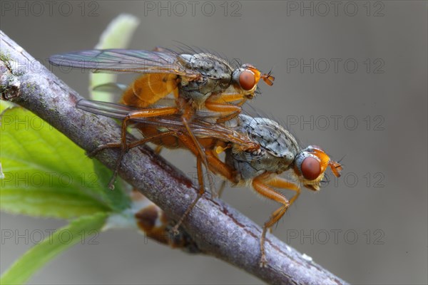 Yellow Dung Fly (Scathophaga stercoraria) during mating