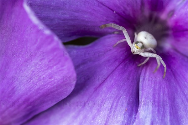 Goldenrod crab spider (Misumena vatia) in purple flower