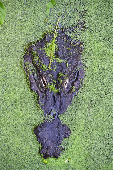 American alligator (Alligator mississippiensis)
