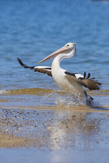 Australian pelican (Pelecanus conspicillatus)