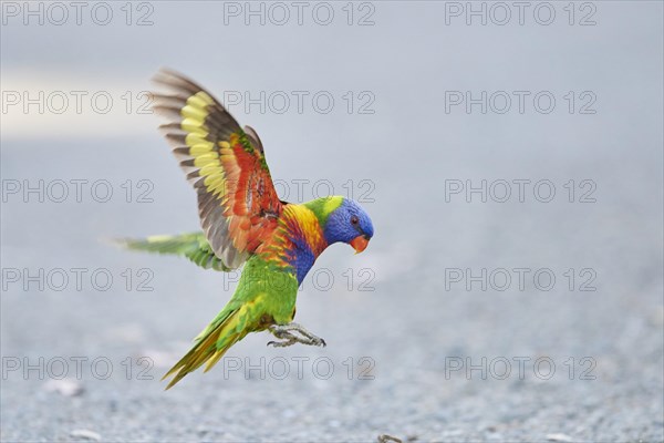 Rainbow lorikeet (Trichoglossus moluccanus) landing