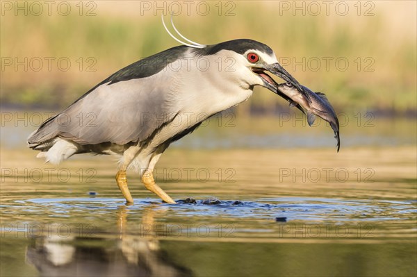 Black-crowned night heron (Nycticorax nycticorax) with fish in the beak