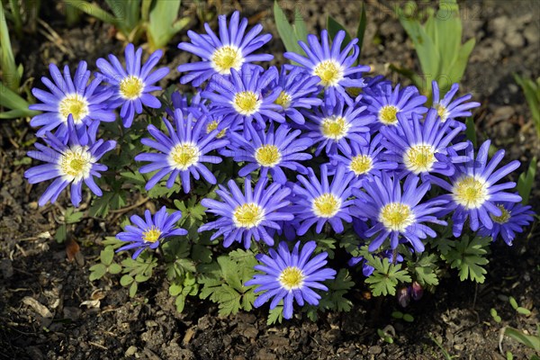 Grecian windflower (Anemone blanda)