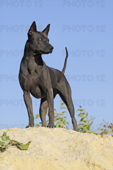 Thai Ridgeback
