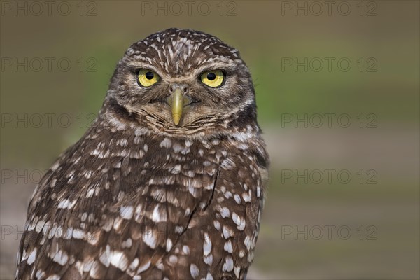 Burrowing Owl (Speotyto cunicularia)