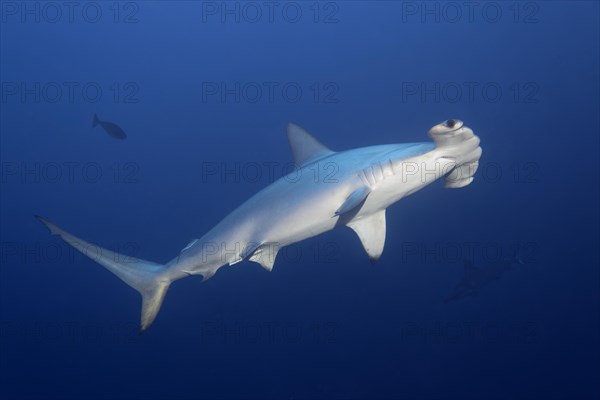 Scalloped Hammerhead (Sphyrna lewini) swims in the open sea