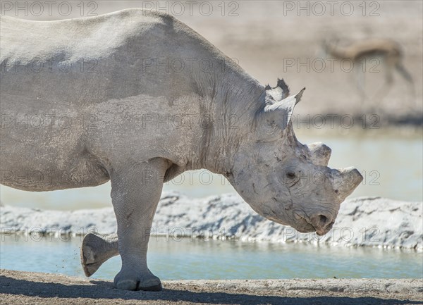 Black rhinoceros (Diceros bicornis)