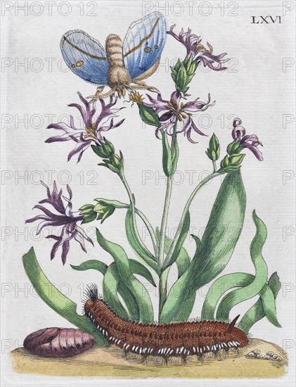 Dwarf cuckoo flower (Lychnis flos-cuculi Nana)
