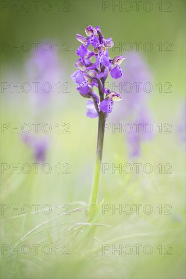 Green-winged orchid (Anacamptis morio)