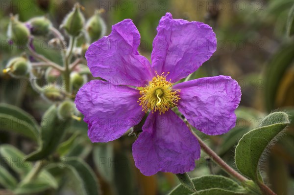 Cistus symphytifolius (Cistus symphytifolius)