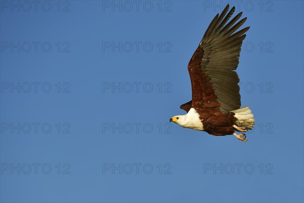 African Osprey (Pandion haliaetus) in flight on blue sky